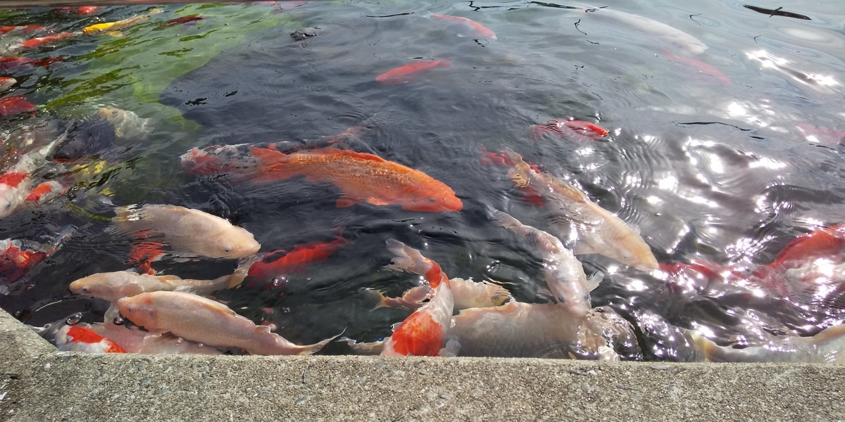 f:id:koujikunma:20191112004406j:plain f:id:koujikunma:20191112004406j:plain